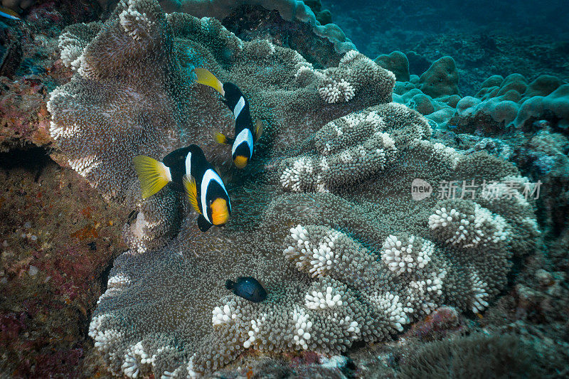 巨型地毯海葵中的克拉克海葵小丑鱼(Amphiprion clarkii)